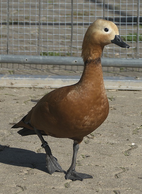 瑪塔無緣再